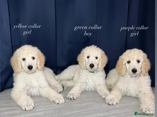 Standard Poodle dogs *LAST REMAINING* KC STANDARD POODLE PUPPIES - Advert 5