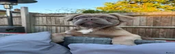 French Bulldog dogs for sale: Bella  in Stevenage - Advert 3