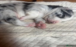 Border Collie dogs for sale: Fluffy long coat Blue merle border collie puppies - Image 9