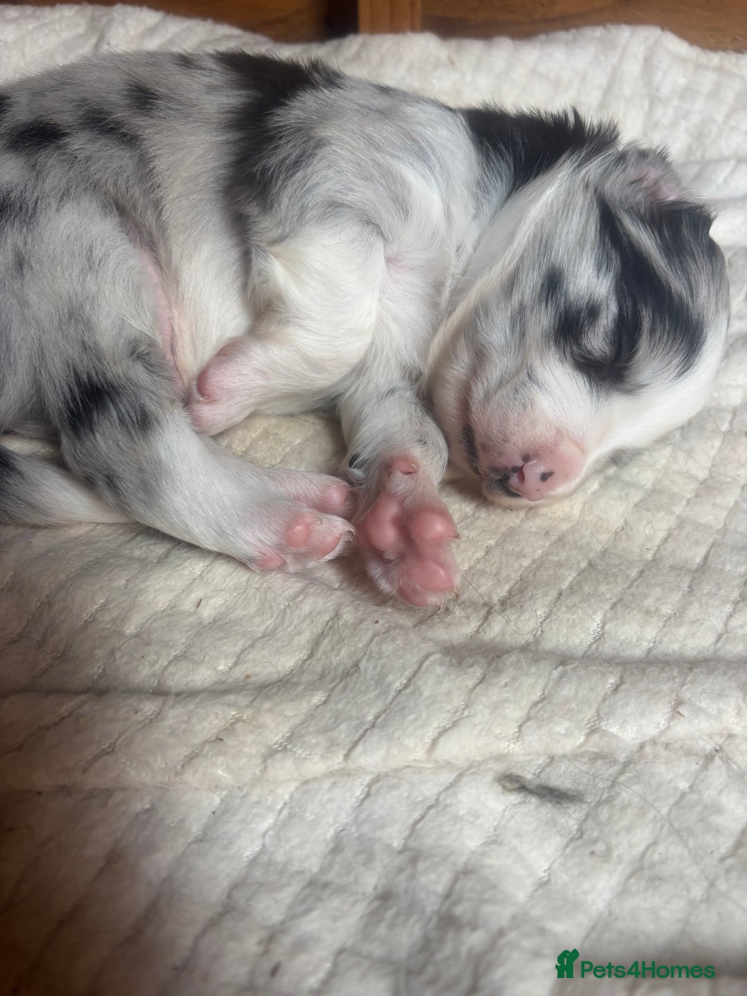Border Collie dogs for sale: Fluffy long coat Blue merle border collie puppies - Image 9