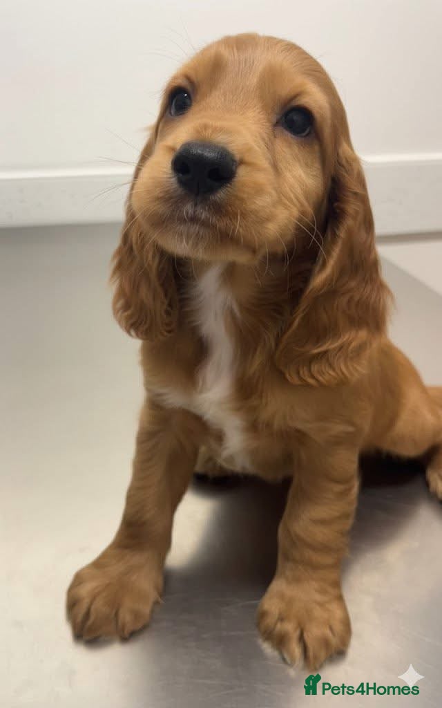 Cocker Spaniel dogs Cocker Spaniel Red Boy - Advert 17