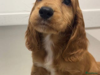 Cocker Spaniel dogs Cocker Spaniel Red Boy - Advert 17