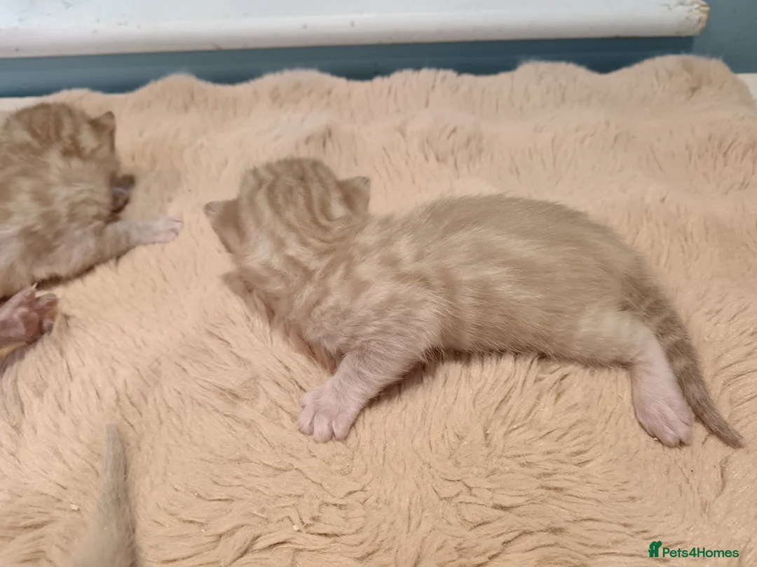 Bengal cats for sale: Tica RG pure bengals - Advert 16