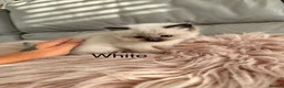 Ragdoll cats for sale: Seal bicolour & seal point  ragdolls  - Advert 22