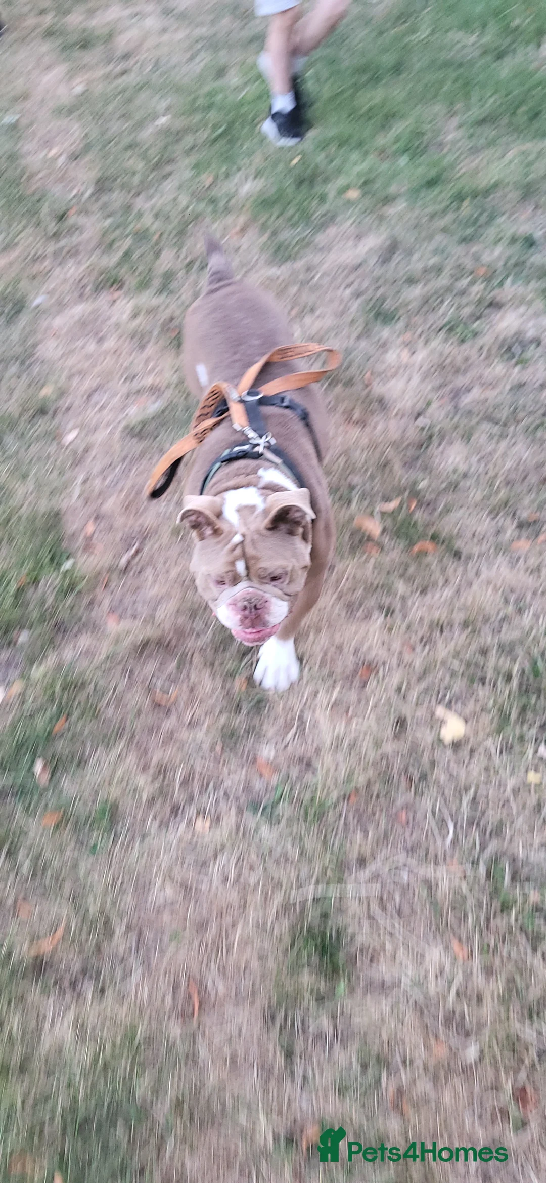 Old Tyme Bulldog dogs for sale: 🐾 Looking for a Forever Home – Meet Rimmer 🐾 in Staines - Advert 2