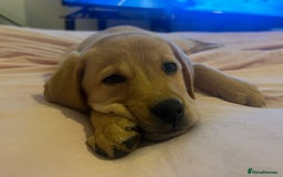 Labrador Retriever dogs for sale: beautiful female labrador puppy  - Image 4