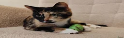 Mixed Breed cats for sale: 4 Loving kittens for sale  - Advert 2