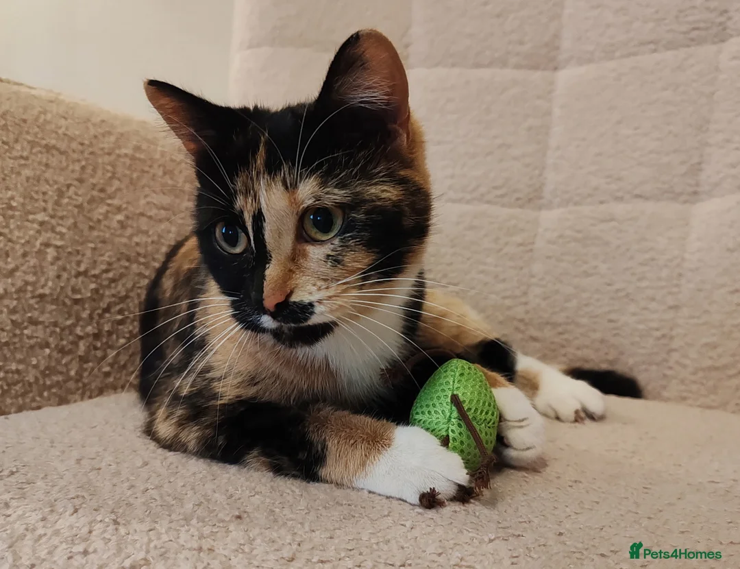 Mixed Breed cats for sale: 4 Loving kittens for sale  - Advert 2
