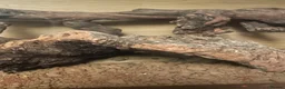 Bearded Dragon reptiles for sale: Rio bearded dragon  in Christchurch - Advert 5