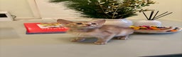 Abyssinian cats for sale: Pure pedigree Tica registered Abyssinian kittens  - Advert 6