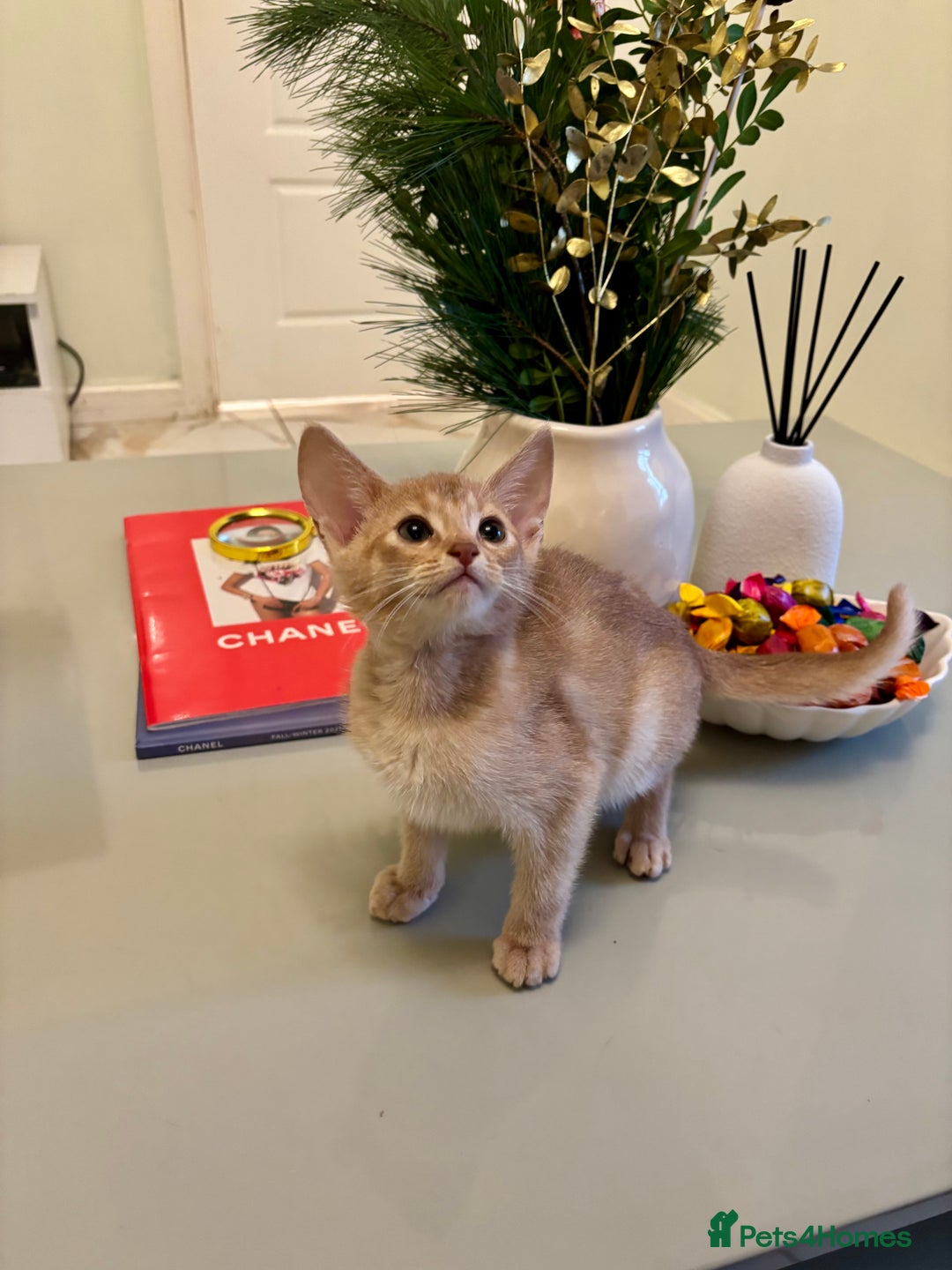 Abyssinian cats for sale: Pure pedigree Tica registered Abyssinian kittens  - Advert 6