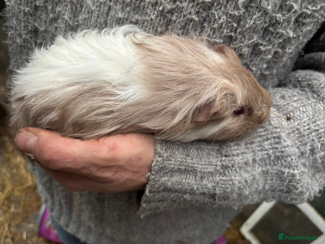 Guinea Pig rodents for sale: 2 baby sister guineas - very friendly / handled  - Advert 7
