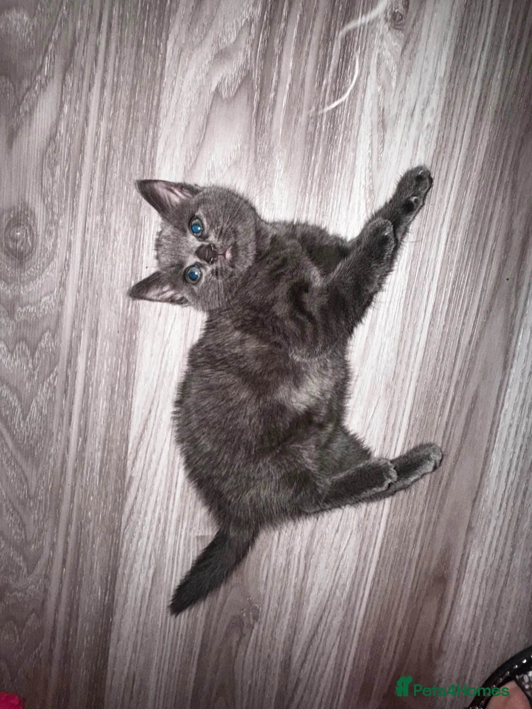 Mixed Breed cats for sale: One beautiful female grey kitten left  - Advert 2