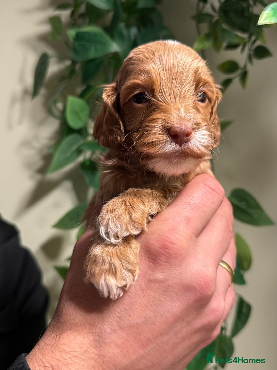 Cockapoo dogs for sale: 🪷Cockapoo Pups Quality,Charming,Gentle Hearts🪷 - Advert 6