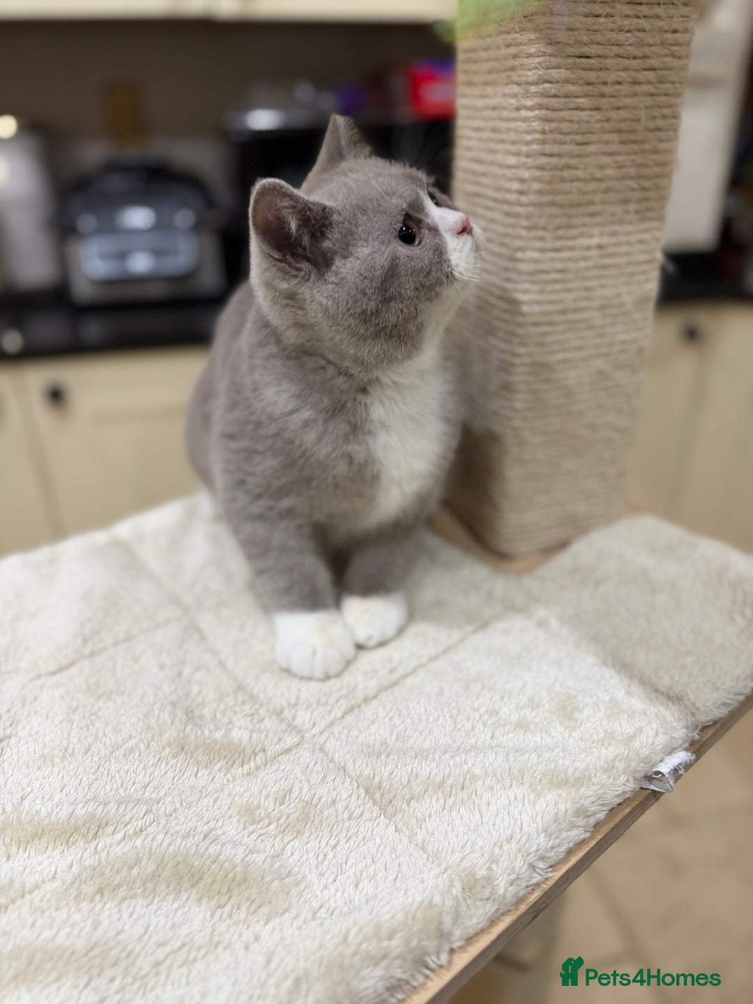 British Shorthair cats for sale: READY NOW - Full Pedigree Registered BSH kittens  - Advert 19