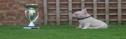 French Bulldog dogs for stud: Visual Pink & Tan Proven Stud  - Advert 4