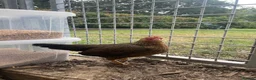 Chickens poultry for sale: Oxford game bantam trio in Ashford - Advert 3