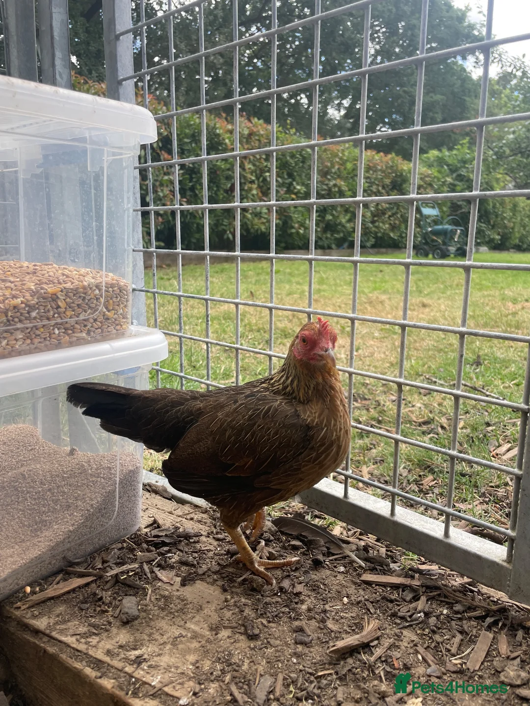 Chickens poultry for sale: Oxford game bantam trio in Ashford - Advert 3