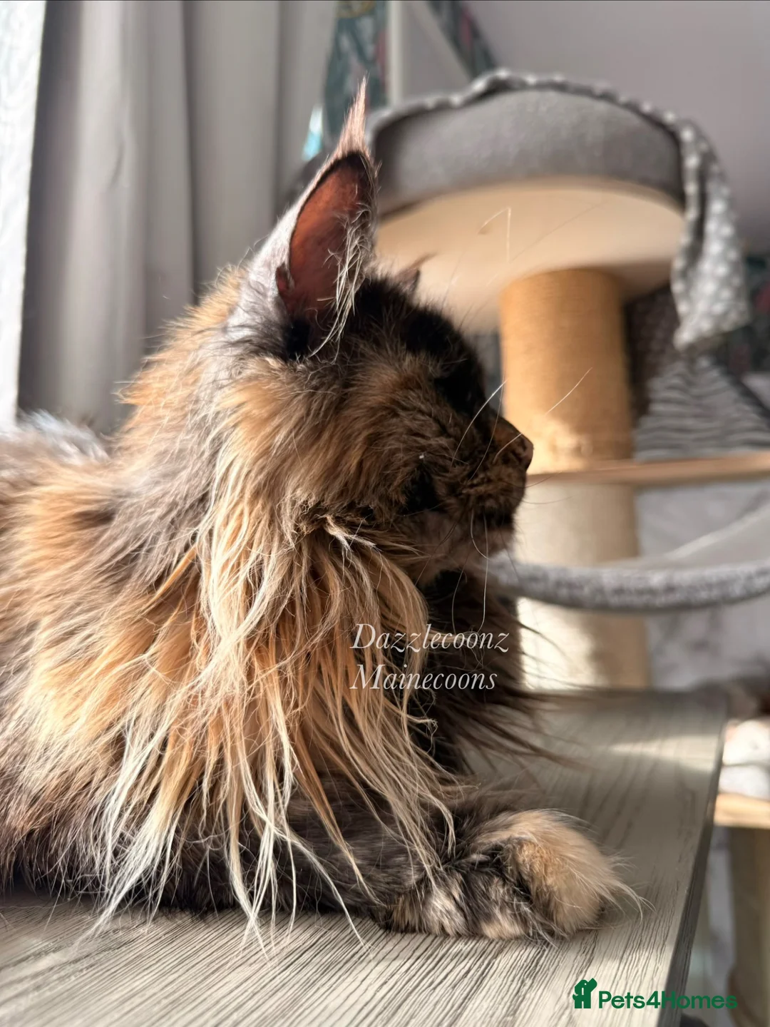 Maine Coon cats for sale: Duel active registered Tortie smoke female  - Advert 2