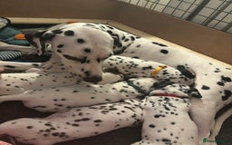 Dalmatian dogs for sale: Stunning mixed litter of Dalmatians  - Image 19
