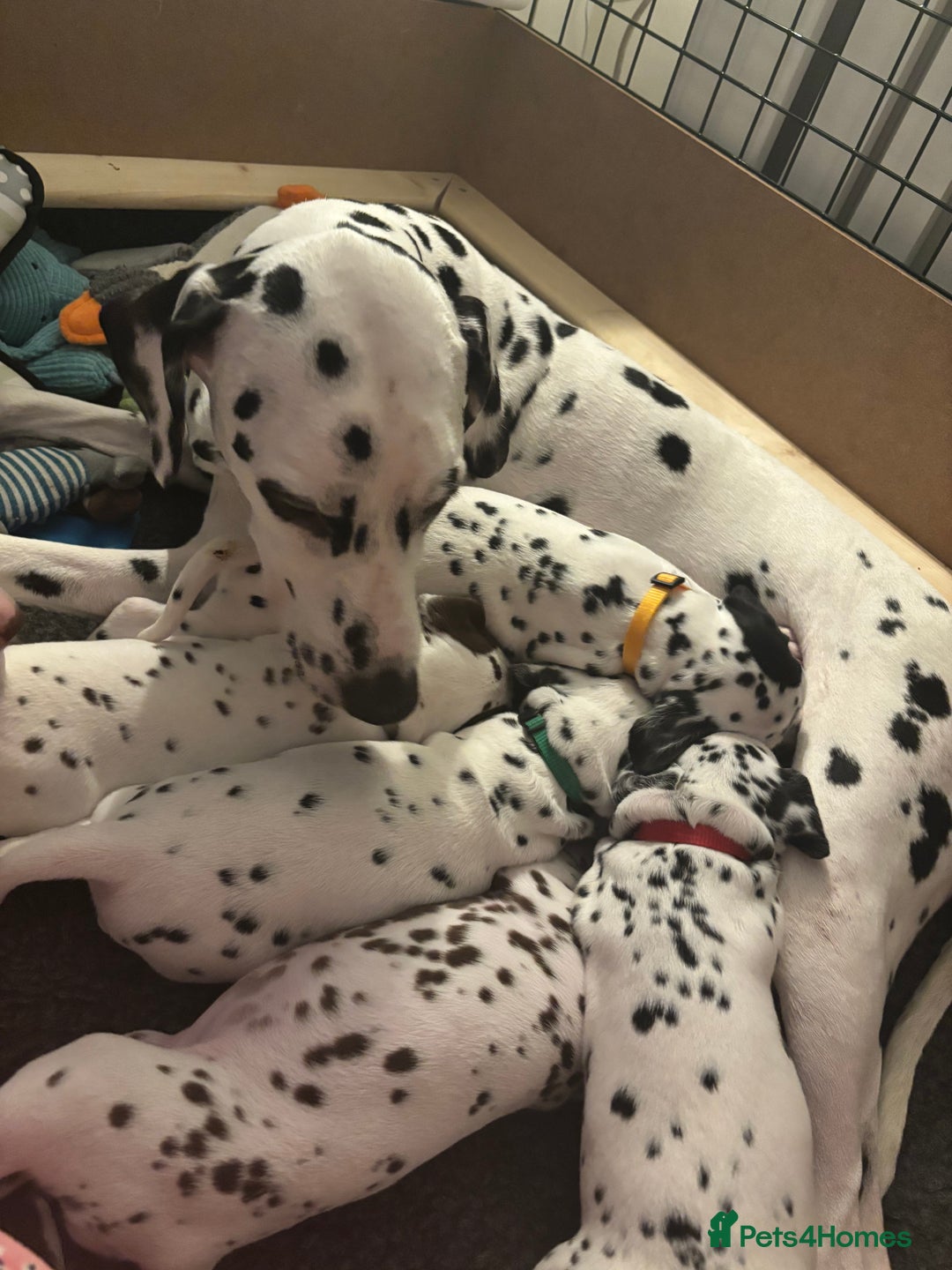 Dalmatian dogs for sale: Stunning mixed litter of Dalmatians  - Image 19