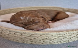 Cockapoo dogs for sale: red cockapoo f1 non fading - Image 8