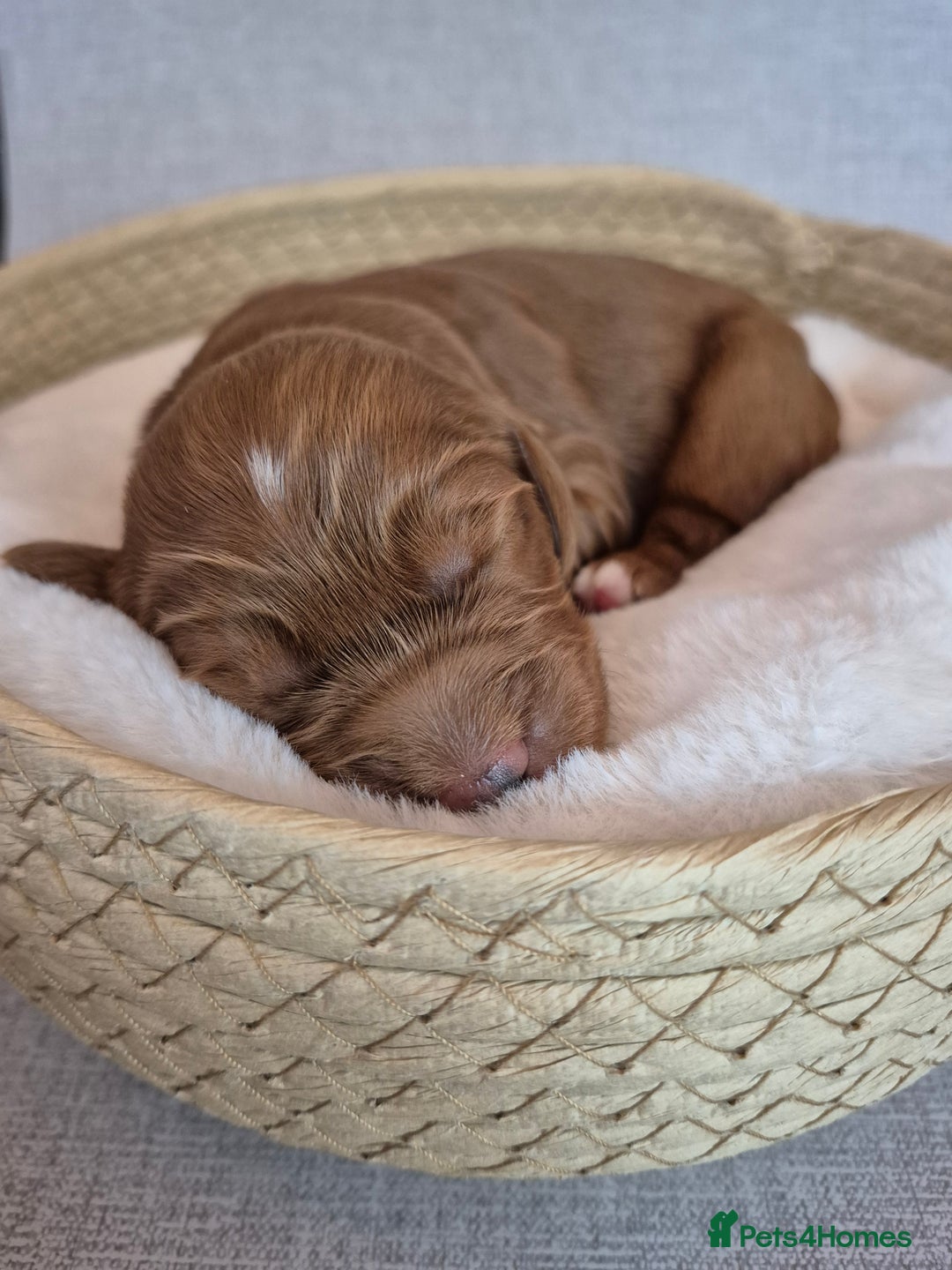 Cockapoo dogs for sale: red cockapoo f1 non fading - Image 8