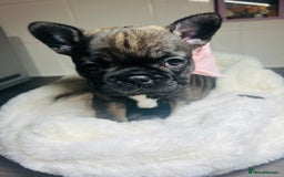 French Bulldog dogs for sale: Lilac French Buldog - Image 2