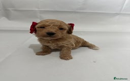 Poochon dogs for sale: F1 Poochon Puppies - 1 boy left - Image 18