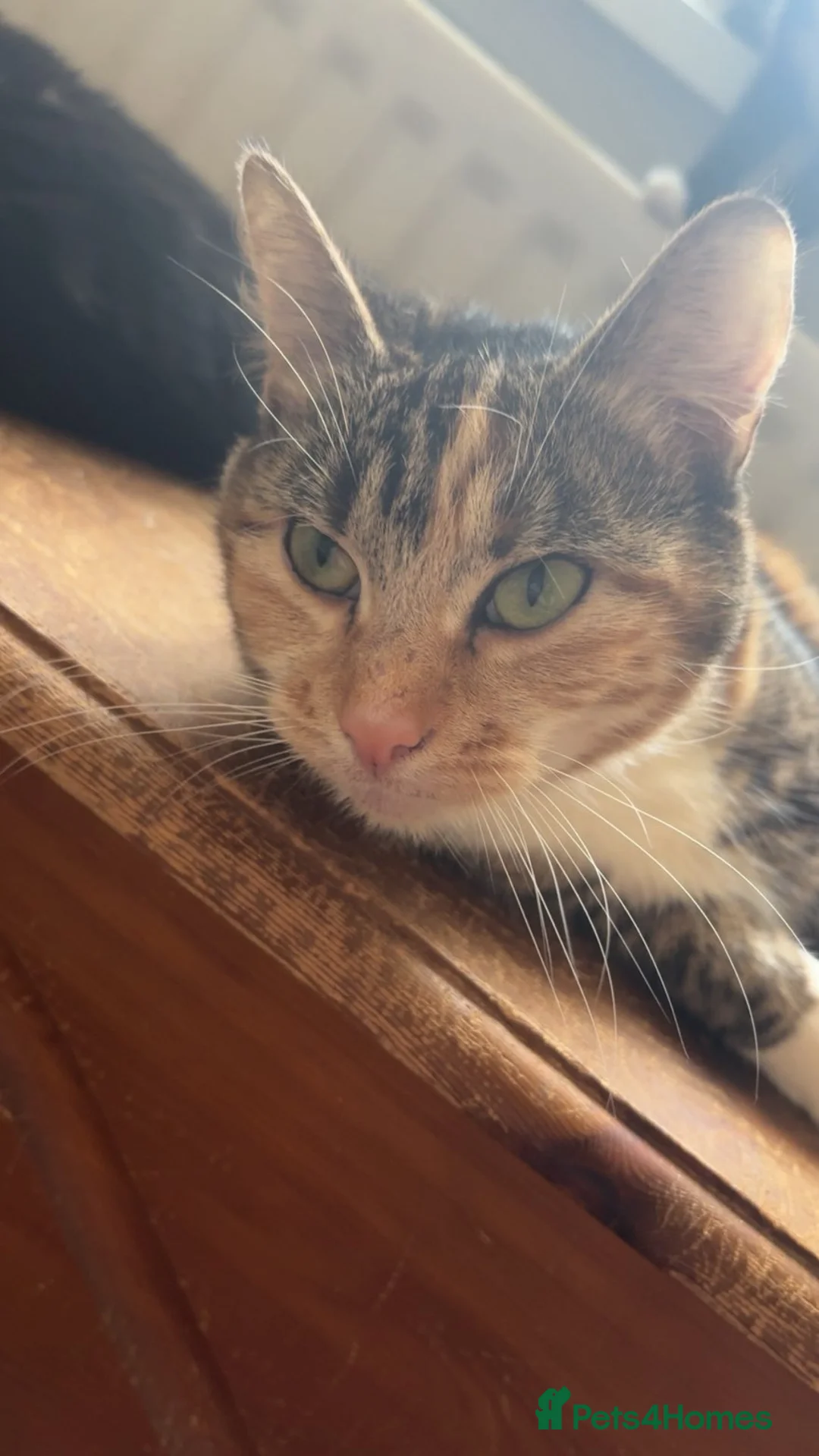 Mixed Breed cats for sale: Lovely Kittens Looking for Their Forever Homes - Advert 4