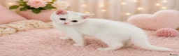 British Shorthair cats for sale: 🐾 🥰 British Shorthair Kittens 🥰🐾 - Advert 5