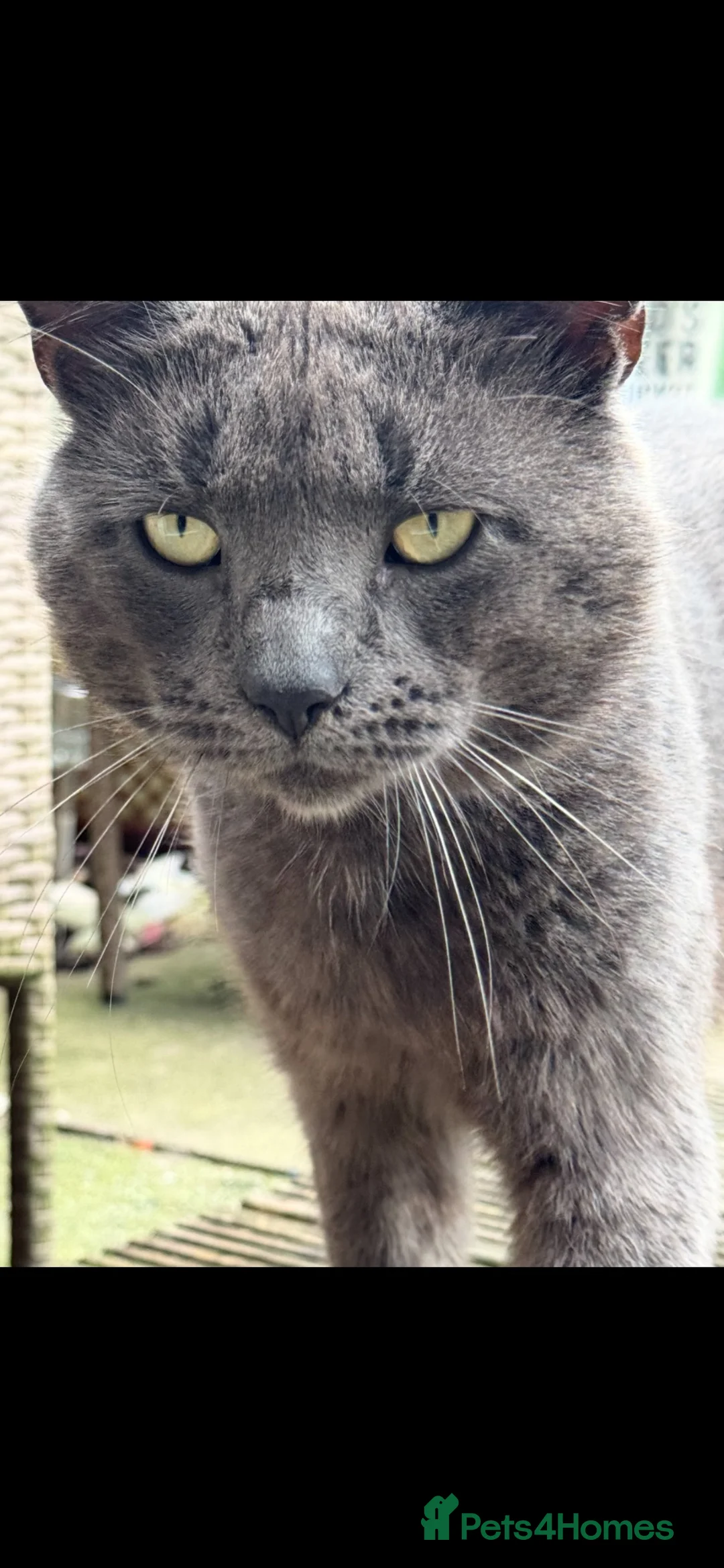 Mixed Breed cats for sale: BRITISH SHORT HAIR  CROSS  CHARTREUX in Derby - Advert 14
