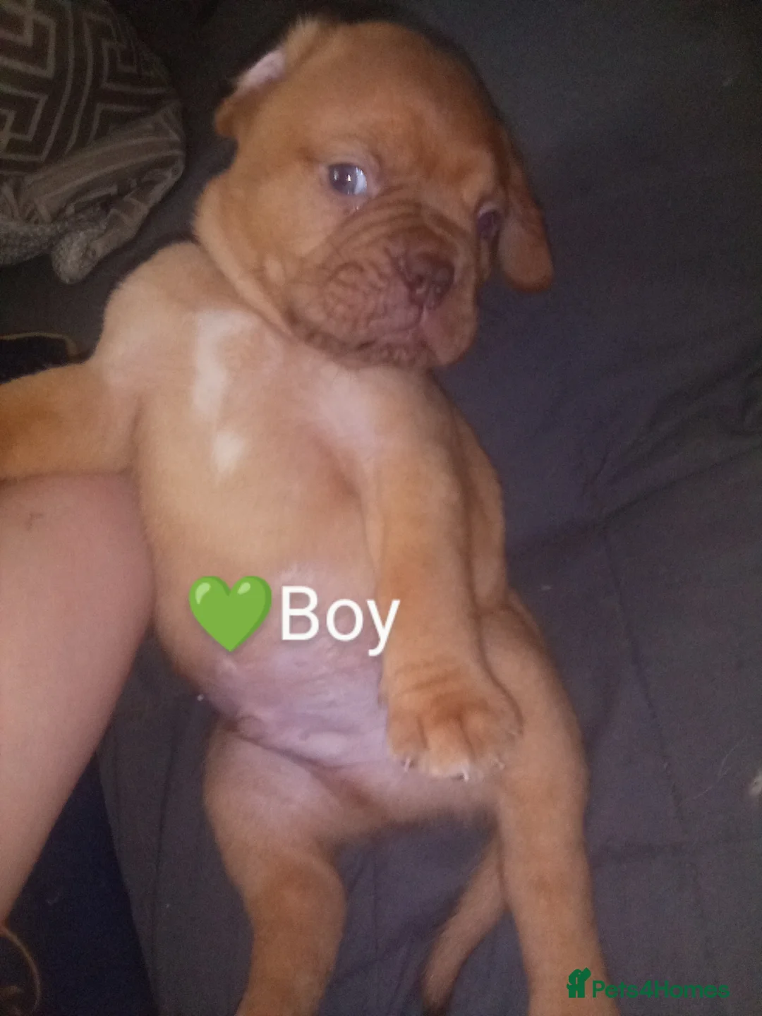 Dogue De Bordeaux dogs for sale: KC Dogue De Bordeaux puppies - Advert 2