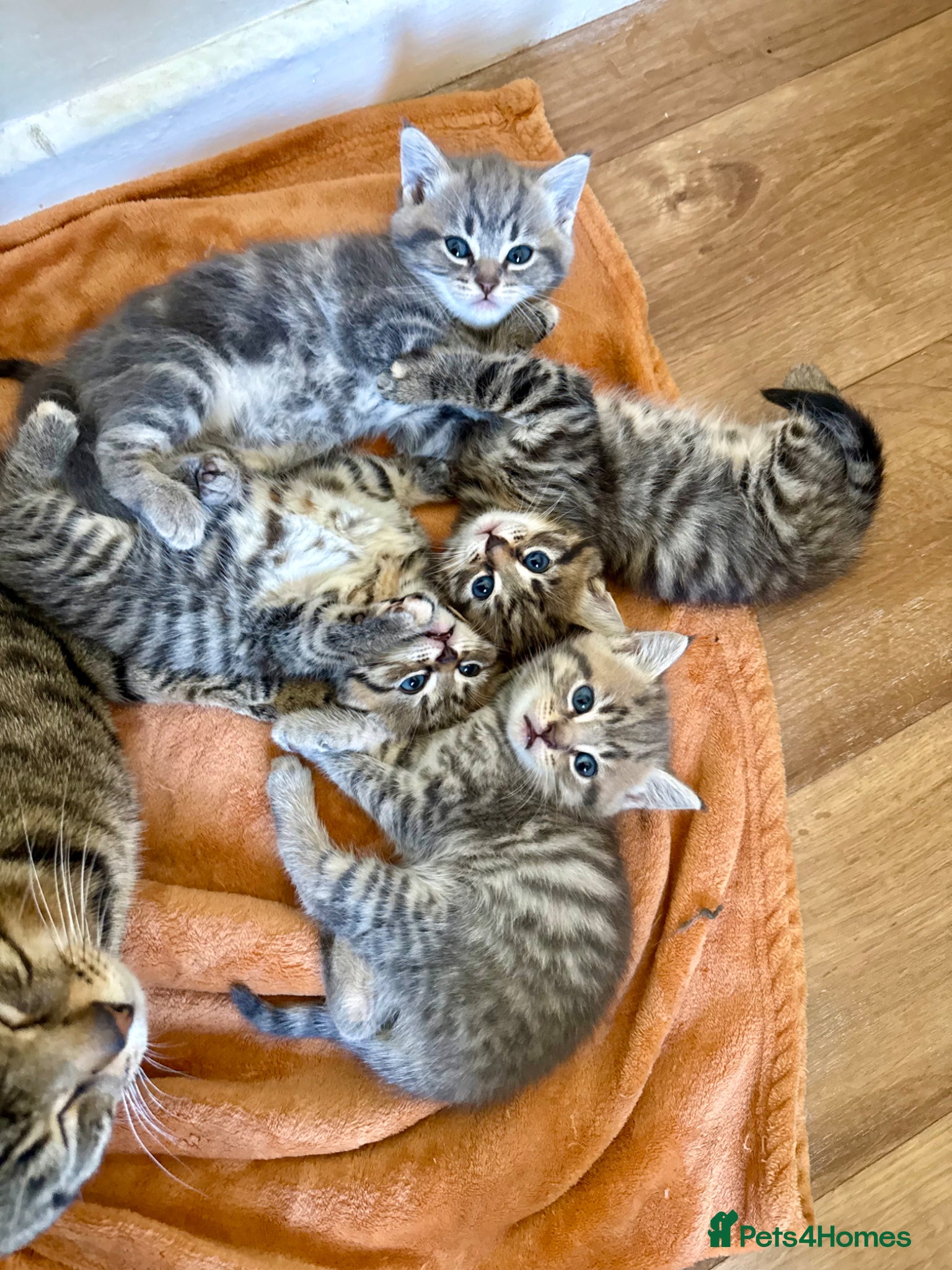 Mixed Breed cats 1 boy & 3 girlies 🩵🩷🩷🩷 - Advert 1