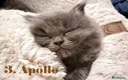 Mixed Breed cats for sale:  Maine Coon x Ragdoll Mix, Ready Early November - Image 4