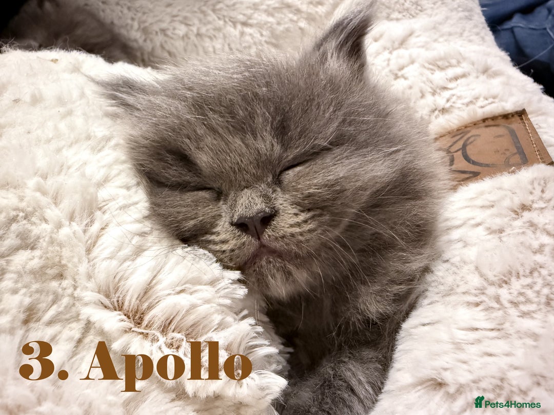 Mixed Breed cats for sale:  Maine Coon x Ragdoll Mix, Ready Early November - Image 4