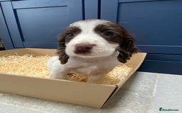 Cocker Spaniel dogs for sale: Cocker Spaniel puppies - Image 23