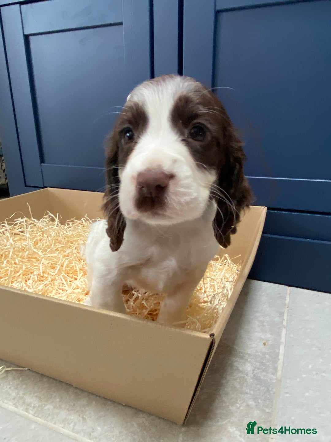 Cocker Spaniel dogs for sale: Cocker Spaniel puppies - Image 23