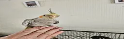 Cockatiels birds for sale: Cockatiel chicks hand tame  - Advert 13