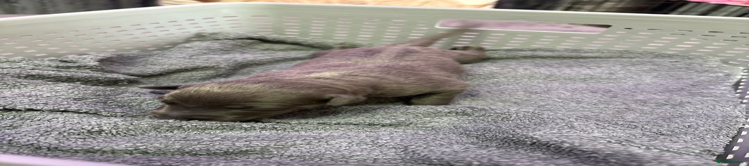 Whippet Puppy 8