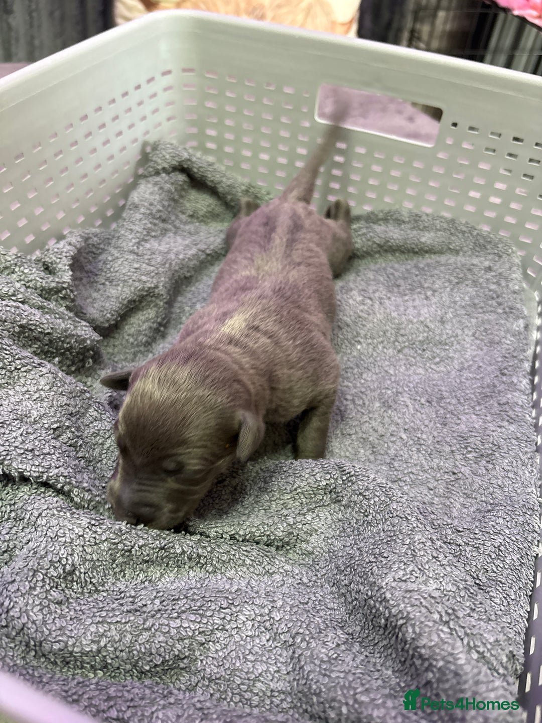 Whippet dogs for sale: Whippet , blue and blue and white puppies for sale - Image 24