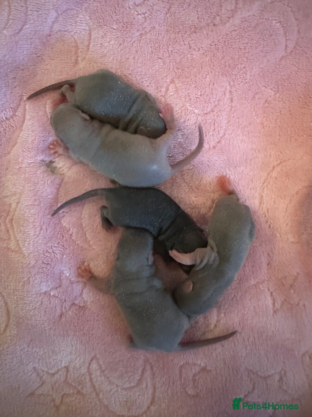 Rat rodents for sale: 🐭✨ Baby Dumbo Rats Looking for Forever Homes  - Image 5