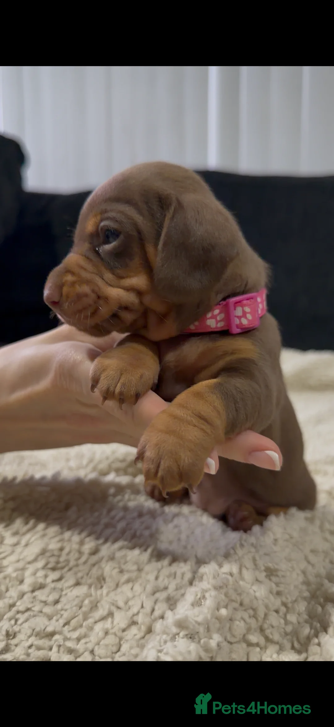 Miniature Dachshund dogs for sale: Miniature Dachshund Puppies - Advert 25