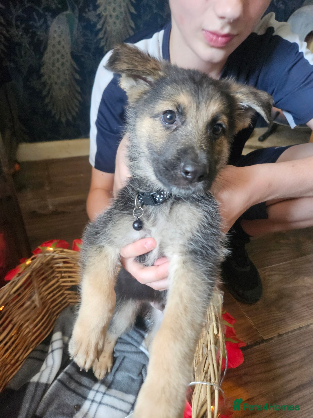 Shepherd English Bulldog Puppies American Bulldog German Shepherd