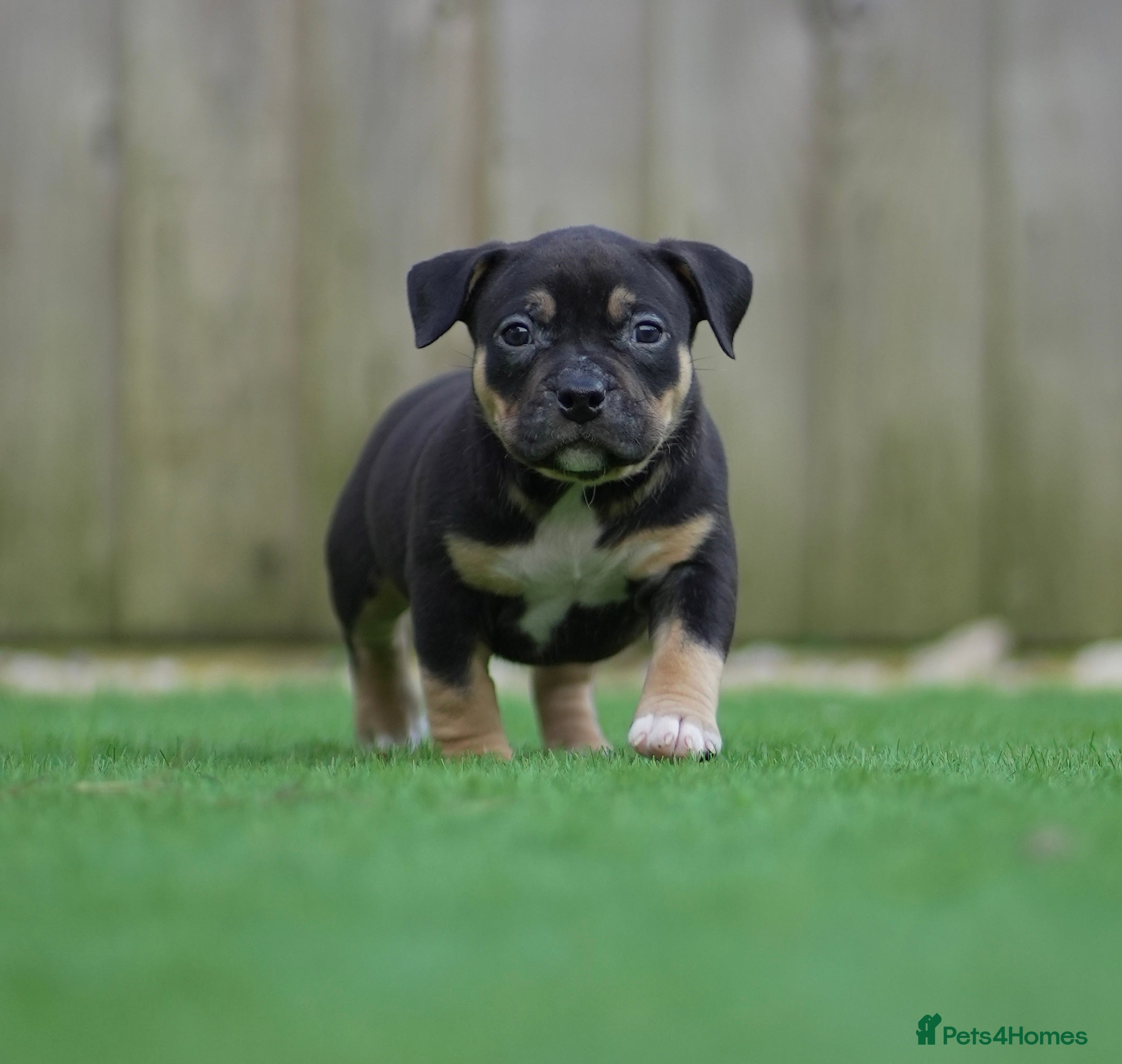 American Bully dogs 2 ABKC Pocket Bully puppies remaining - Advert 3