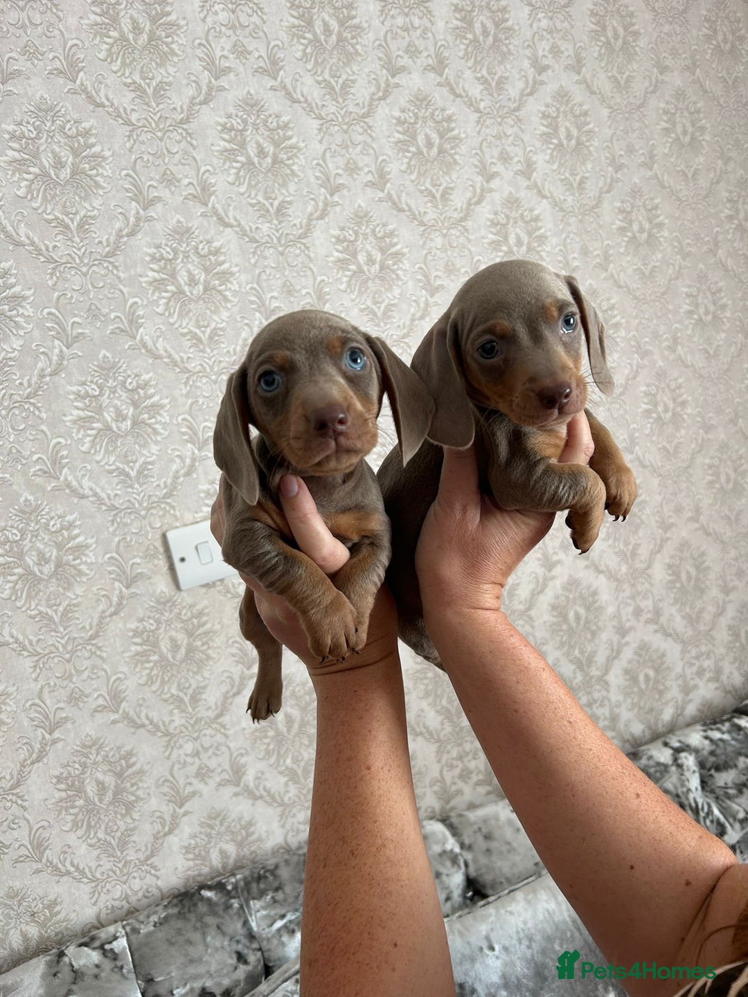 Dachshund dogs for sale: Beautiful miniature dachund puppies  - Image 2