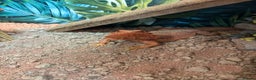 Bearded Dragon reptiles for sale: Female Bearded Dragon - full Luxury Vivarium Setup - Advert 2