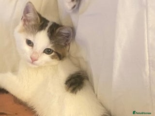 Mixed Breed cats - Advert 24