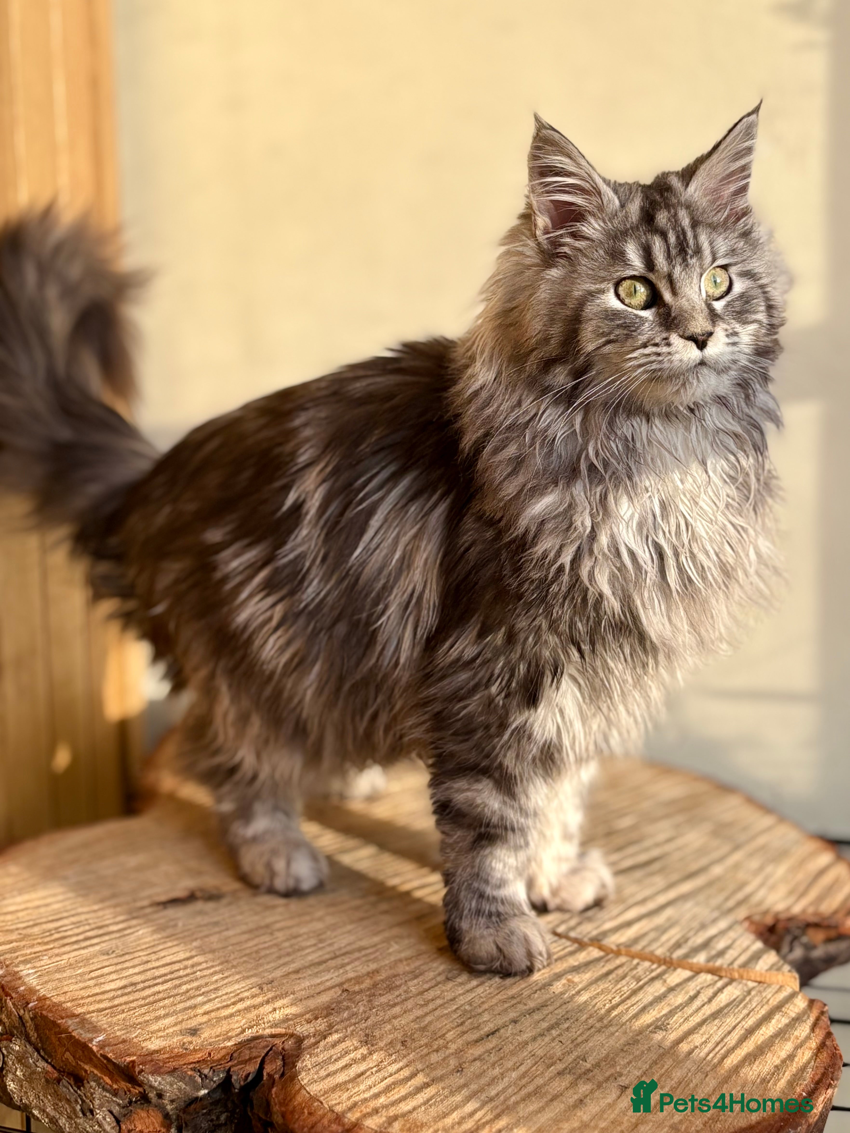 Maine Coon cats Beautiful Maine coon kittens - Advert 9