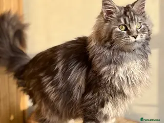 Maine Coon cats Beautiful Maine coon kittens - Advert 9